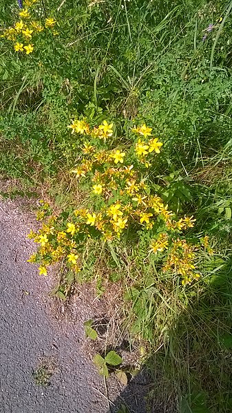 File:Hypericum in Willebadessen Germany.jpg