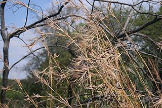 <i>Hyperthelia</i> Genus of grasses
