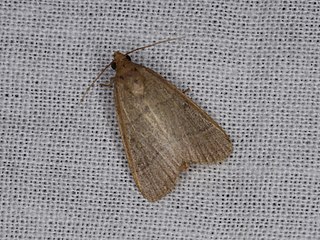 <i>Hypsopygia nostralis</i> Species of moth