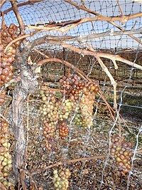 Vidal grapes intended for the production of ice wine. Icewinegrapes.jpg
