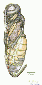 Vorschaubild für Poppe (Insekten)