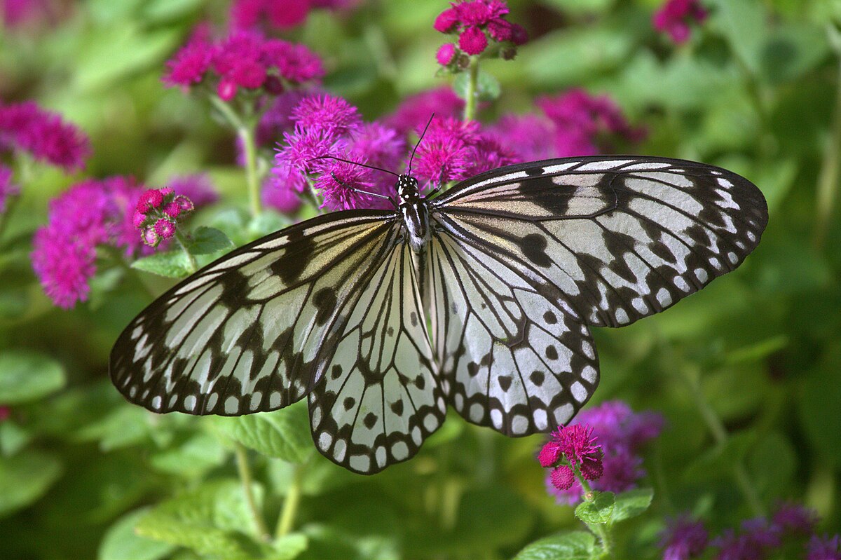 Mariposas En Papel De Arroz 