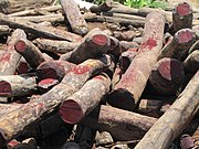 A close-up photo of an unorganized pile of dozens of rosewood logs
