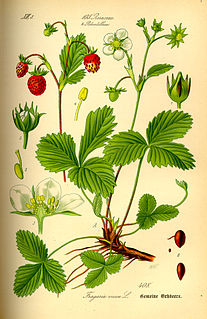 <i>Fragaria vesca</i> species of plant