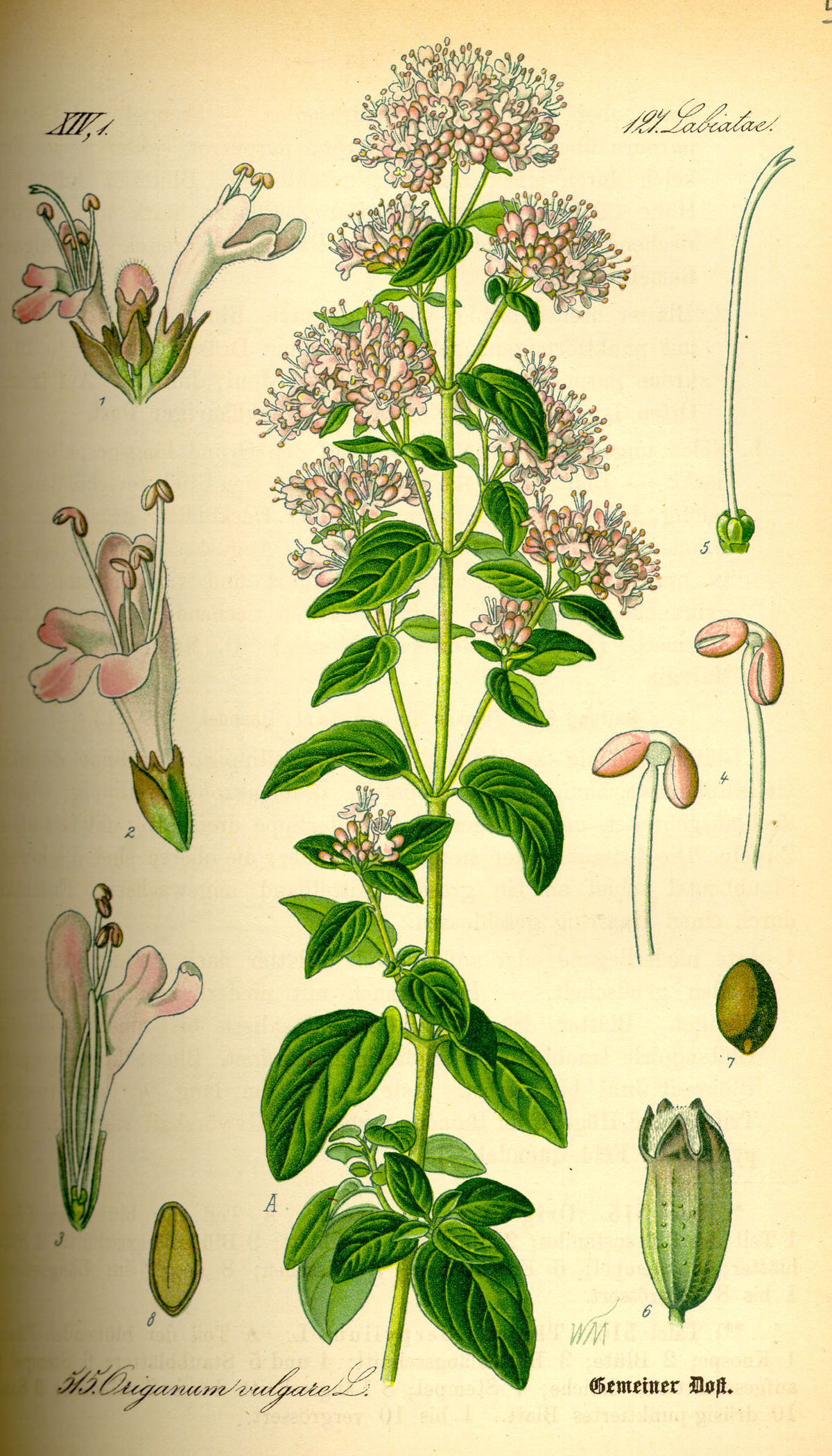 Origanum vulgare (origan)
