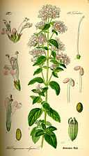 Kungsmynta Illustration av Otto Wilhelm Thomé: Flora von Deutschland, Österreich und der Schweiz, Gera, 1885