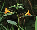 * Nomination Orange jewelweed (Impatiens capensis) --Robert Flogaus-Faust 08:26, 16 September 2023 (UTC) * Promotion  Support Good quality. --F. Riedelio 07:21, 24 September 2023 (UTC)