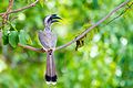Indian Hornbill.jpg