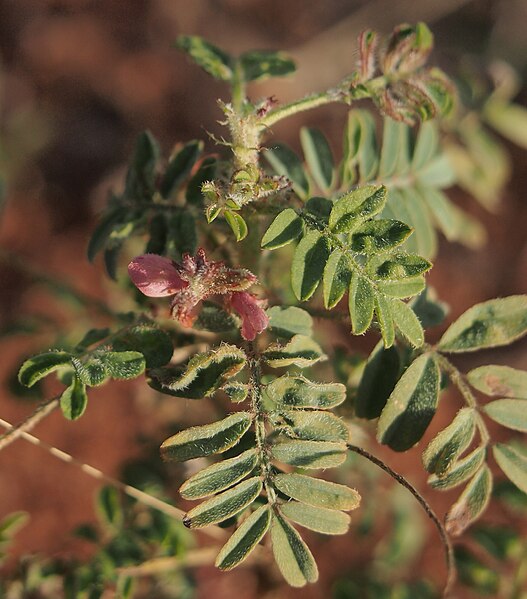 File:Indigofera colutea flower.jpg