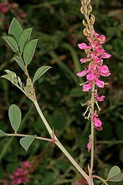 File:Indigofera schimperi var. schimperi 1DS-II 1-0782.jpg