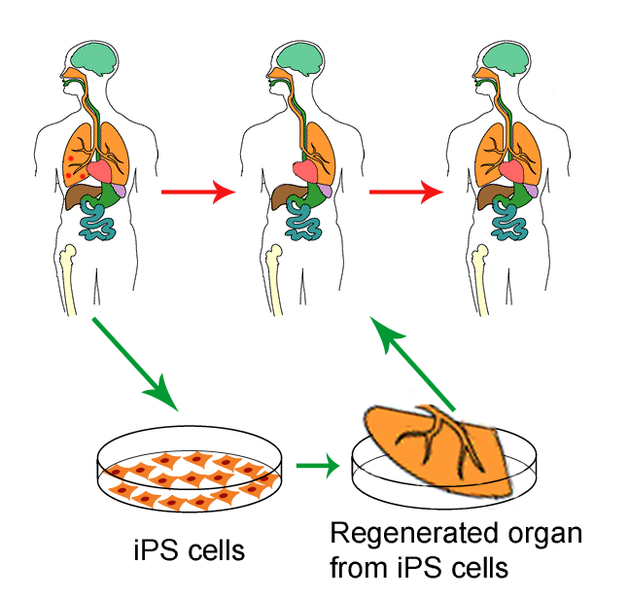File:Ips cells.png