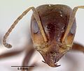 Iridomyrmex mimulus casent0172051 head 1. jpg