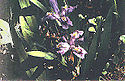 Irys lacustris