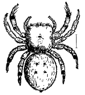 <i>Irura</i> (spider)