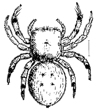 <i>Irura</i> (spider) Genus of spiders