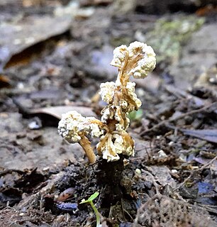 <i>Isaria sinclairii</i> Species of fungus