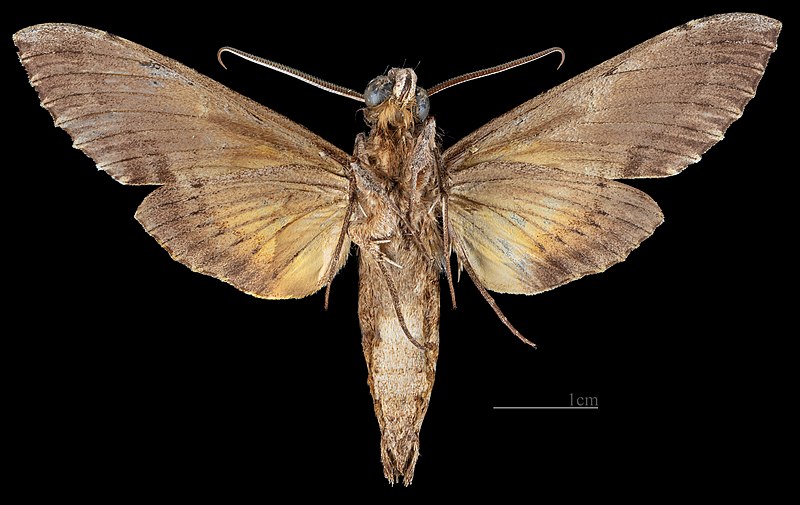 File:Isognathus rimosa rimosa MHNT CUT 2010 0 497 Mexico male ventral.jpg