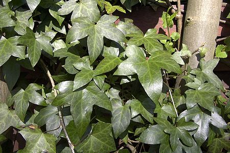 Tập_tin:Ivy_uf1.jpg