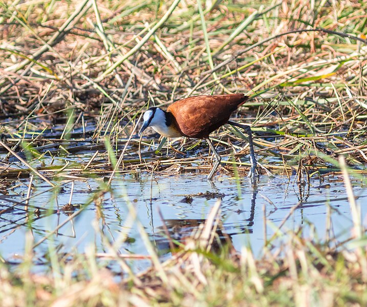 File:Jacana africana (Actophilornis africanus), parque nacional de Chobe, Botsuana, 2018-07-28, DD 61.jpg