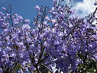 Jacaranda0102.jpg