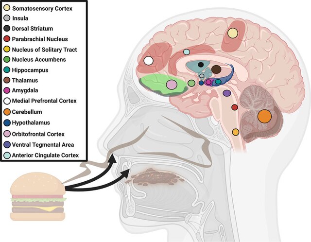 Active brain areas in taste perception