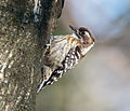 Japanese pygmy woodpecker in Sakai, Osaka, February 2016 II.jpg