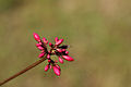 המין Jatropha pandurifolia