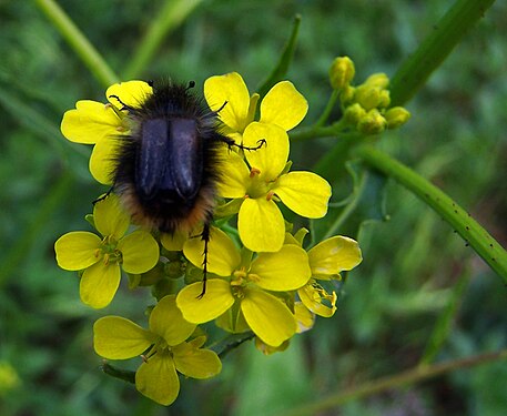 Coleoptera: taken in Armenia