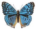 Ilustração da borboleta de Madagáscar Junonia rhadama (Boisduval, 1833), anteriormente colocada no gênero Precis.[12] Retirada de Adalbert Seitz: Fauna Africana (1910).