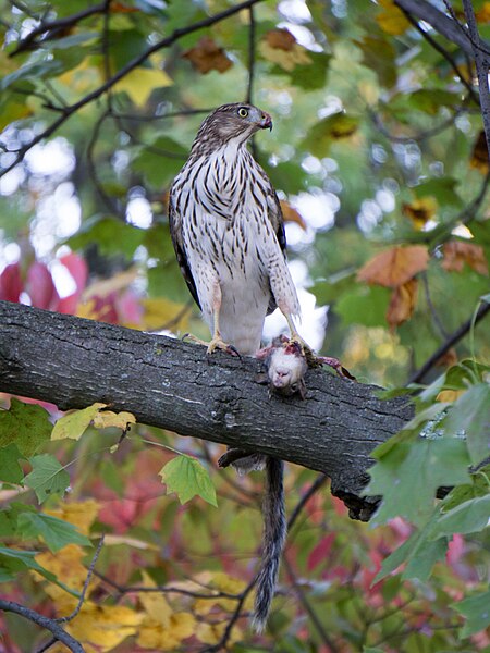 File:Juvenile Cooper's Hawk with Squirrel.jpg