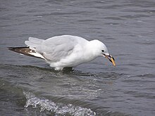 A red billed gull with a cigarette butt in Wellington Juvenile red billed gull smoking.jpg