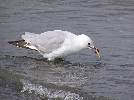 Wildlife may attempt to eat improperly disposed litter.