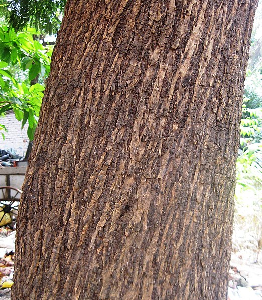 File:Kadamba (Neolamarckia cadamba) Tree lower trunk.jpg