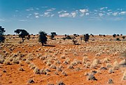 Foto Kalahari in Namibia