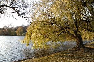 Kiel Schrevenpark 6583.jpg