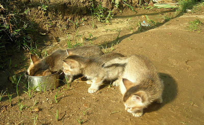 File:Kitten in milk.JPG