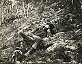 Klondiker lying exhausted on hillside, probably Alaska, 1898 (MEED 85).jpg