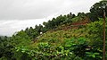 Kottakunnu Hill, Malapuram - panoramio (14).jpg