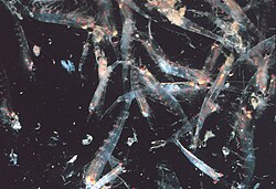 Photo of krill in water