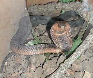 Egyptian cobra species of reptile