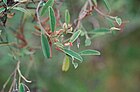 LEG.-PAPIL., INDIGOFERA OBLONGIFOLIA, Diégo, Lucile 109.jpg