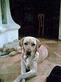 Labrador Lina.jpg