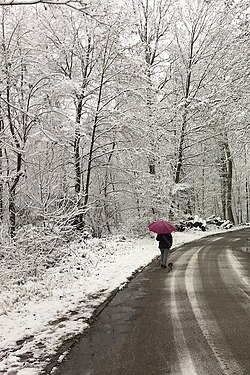 A woman with pink umbrella and dog walking in a snowscape