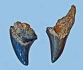 Fossilized teeth of the Eocene-Pleistocene shark Parotodus, or the false-toothed mako Lamnidae - Paratodus benedenii-000.JPG