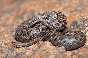 Lamprophis guttatus2.jpg görüntüsünün açıklaması.