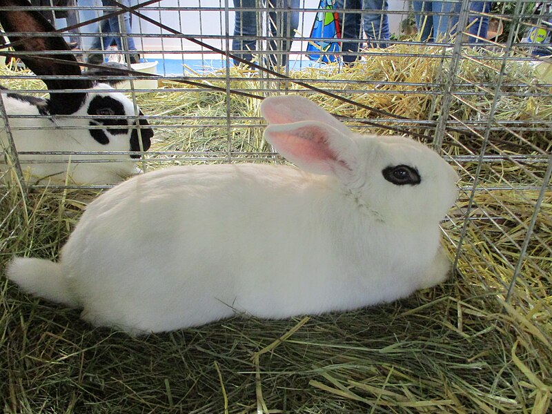 File:Lapin blanc de Hotot.jpg