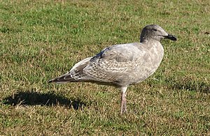 Larus-glaucescens-juvenile.JPG