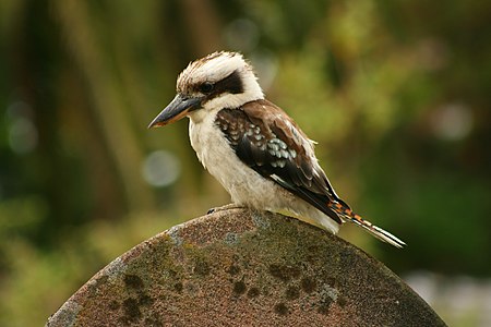 A Laughing Kookaburra perched atop a gravestone.