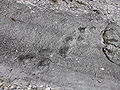 أثار أقدام أحفورية لسحليات الأرجل بالقرب من روفيريتو بإيطاليا.