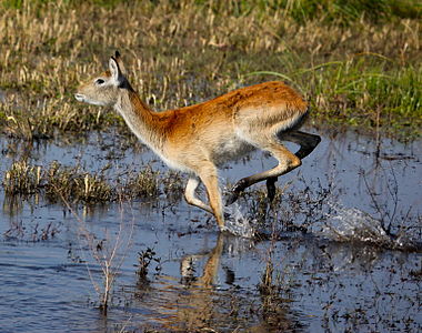 Kobus leche in Africa